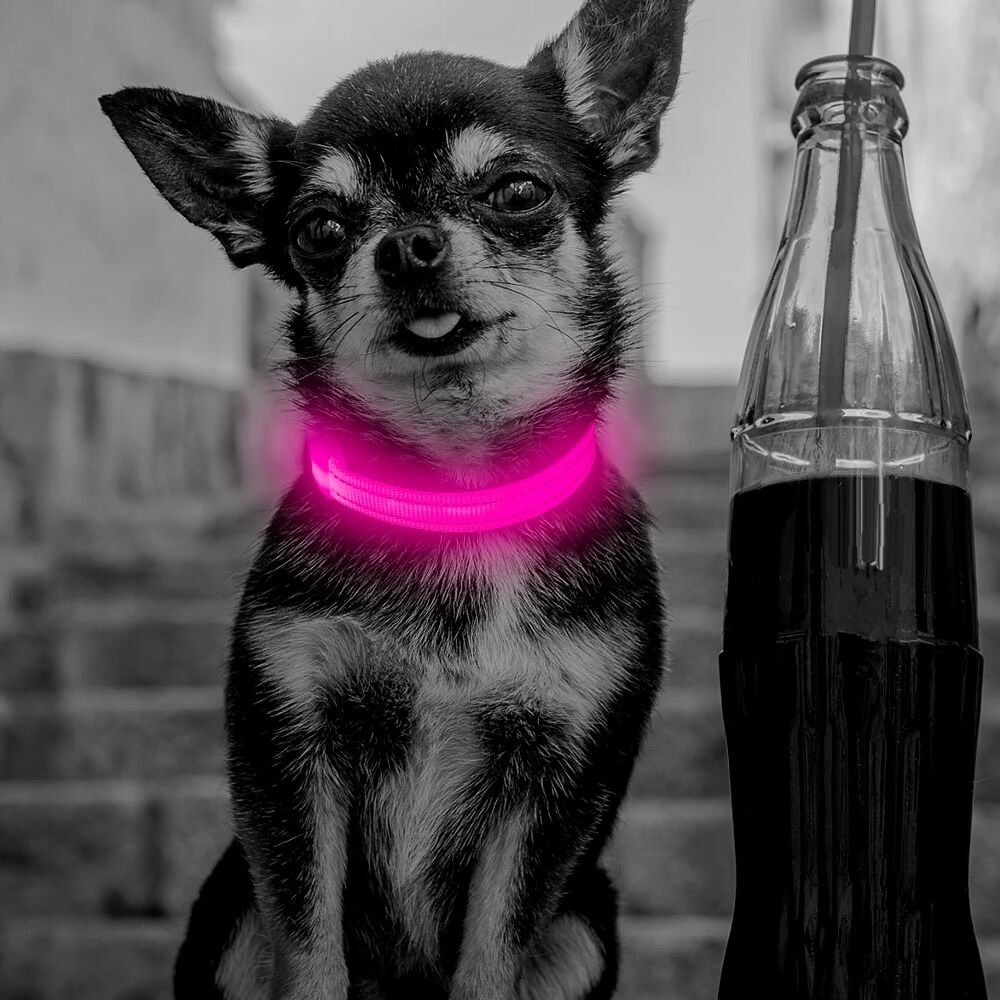Clan_X Led Dog Collar, USB Rechargeable light up Pet Collar for small dogs, Glowing in the Dark Nylon Webbing Flashing Collar with Reflective Stitches Make Your Pets Visible & Safe (Pink)