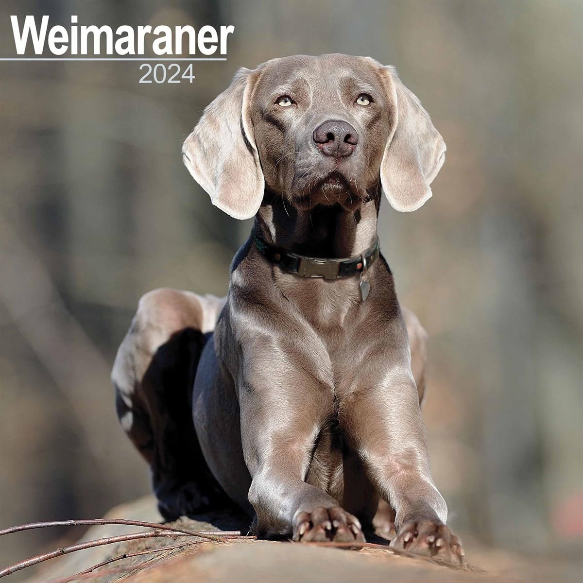 Weimaraner Calendar 2024 | Square Dog Breed Wall Calendar - 16 Month