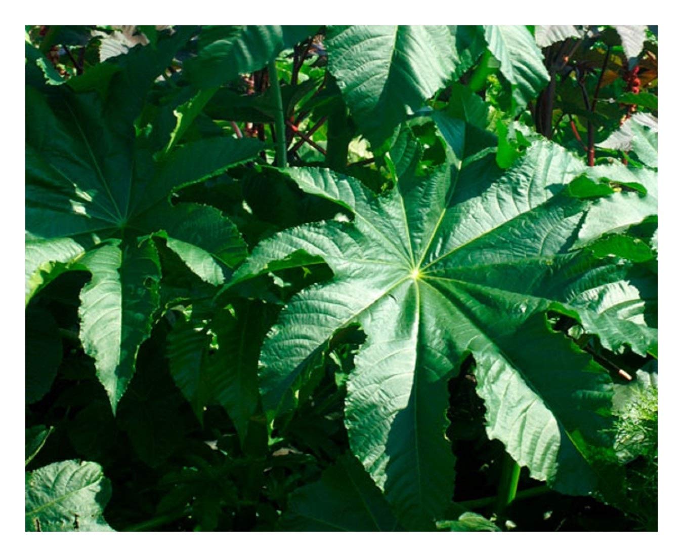 PREMIER SEEDS DIRECT Ricinus - ZANSIBARIENSIS - 15 Seeds