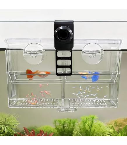 Amazon.com : Reptile Egg Breeding Hatchery Box Incubator Tray