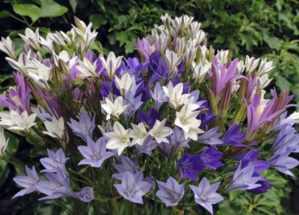 Amazon Com Starflower Mix 15 Bulbs 5 6 Cm Bulbs Triteleia Laxa Garden Outdoor
