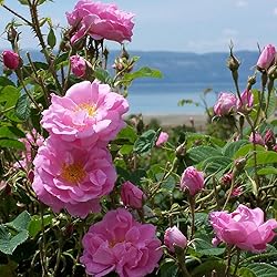 Aromatics International Premium Organic Rose