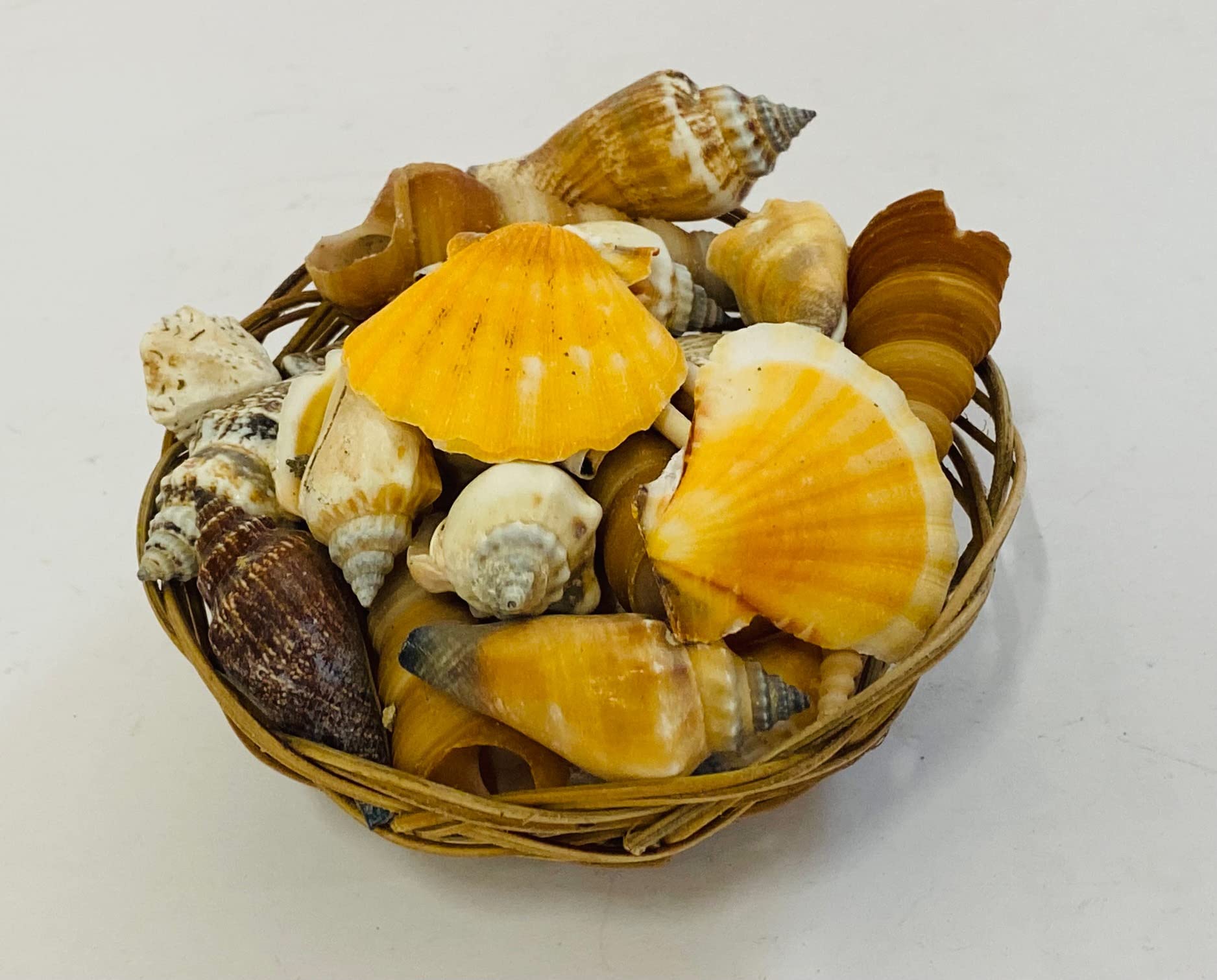 Mezzaluna Gifts 10cm Basket of Real Sea Shells Home Decoration | Aquarium | Crafts