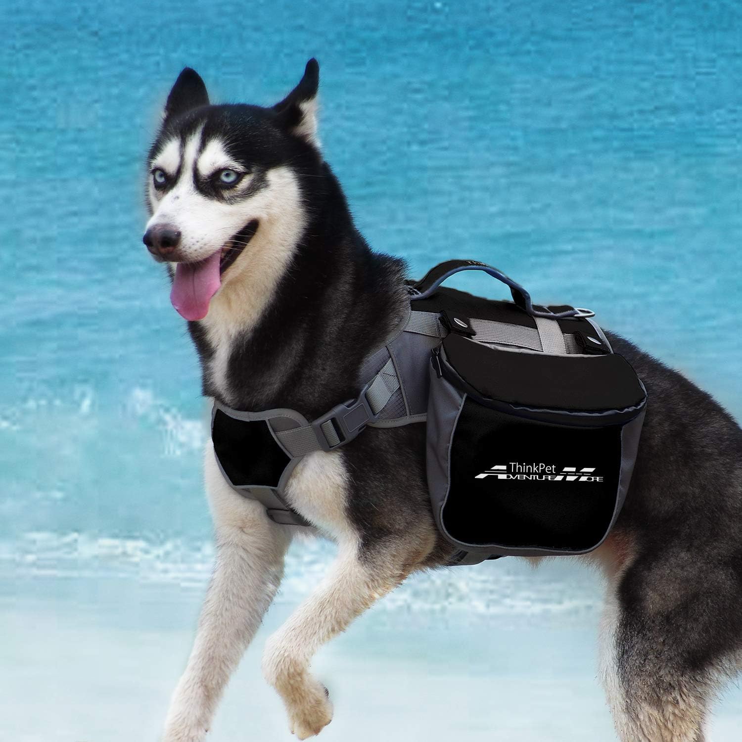 large dog backpack