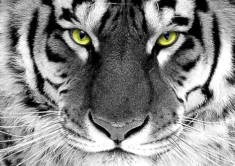 Mobel Wohnen Poster Tete Tigre Blanc Yeux Brillant Dmfdentallab Com