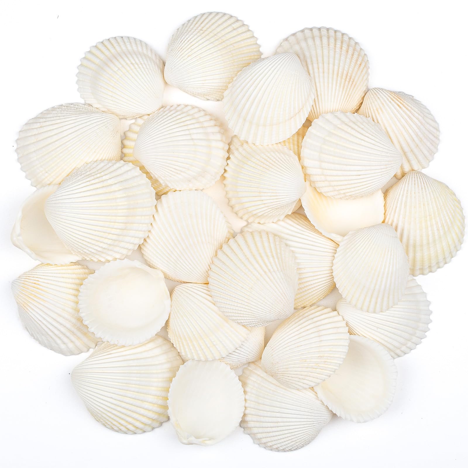 SKOOLOVE 30 PCS Sea Shells 4-5 CM White Small Seashells for Crafting, Crafts DIY Painting Beaching Wedding Decoration, Beach Natural Shells Bulk