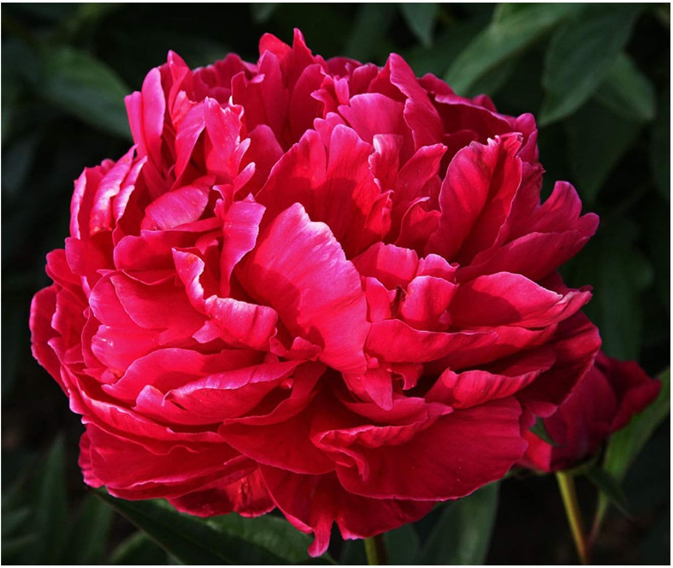 Garthwaite Nurseries Uk Stockist Potted 1 Litre Peony Paeonia Rubra Plena Lactiflora Red Summer Flowering Perennial Amazon Co Uk Garden Outdoors