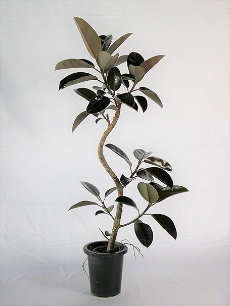 Amazon バーガンディー 8号 通常鉢 高さ130 程度 観葉植物 室内向け 沖縄観葉 観葉植物 オンライン通販