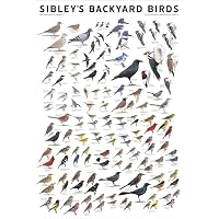Sibley's Raptors Of North America Poster - Laminated 24x36 Inch Educational Bird Identification Chart - View #10
