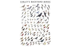 Picture Peddler Laminated Sibley's Backyard Birds of Eastern North America Cardinal Eastern Blubird Purple Martin 24x36