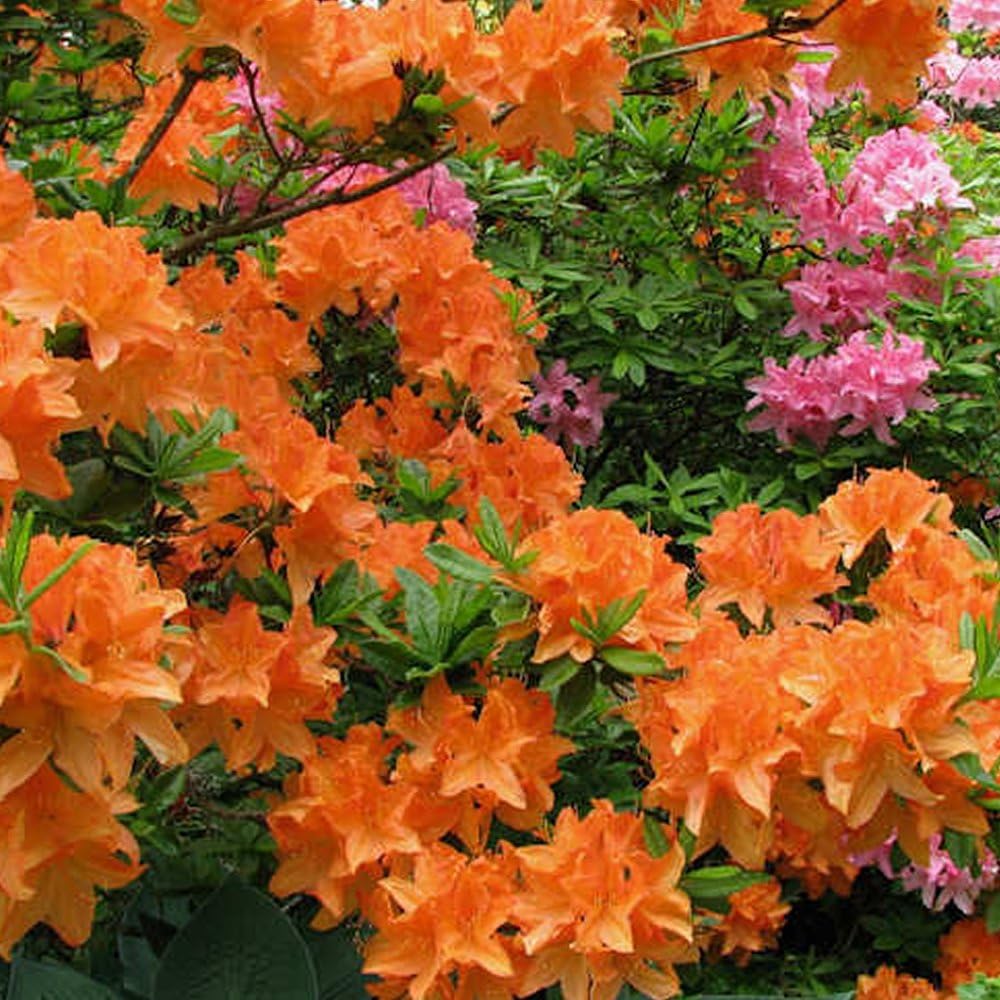 3 X Orange Azalea Japanese Evergreen Shrub Hardy Garden Plant in Pot