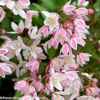 Amazon.com: Yuki Snowflake - Deutzia - 4" Pot - Proven