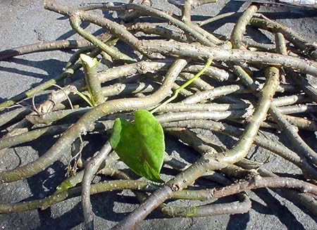 SUN SEEDS Giloye / Giloy Plant Fresh Stems, 16 Stems of 6 Inch Each