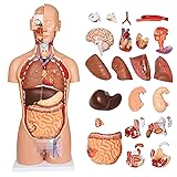 breesky 27 Part Dual-Sex Human Anatomy