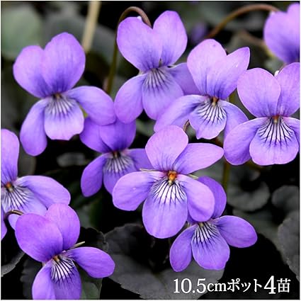 黒葉すみれ ビオラ ラブラドリカ 10 5cmポット4苗 花 Amazon