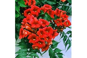 SVI Rare Dark Red Hummingbird Trumpet Vine! HARDY! 20 seeds! Hummingbirds Love It!