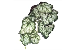 PIKAZISO Reptile Plants for Terrarium, Amphibian Habitat Decor Plants with Artificial Stone Base for Gecko Chameleon Snake Tortoise - Fake Saxifraga