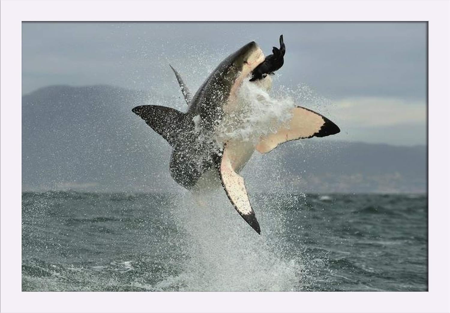 Great White Shark Breaching in an Attack A-9004317 (24x16 Giclee Art Print, Gallery Framed, White Wood)