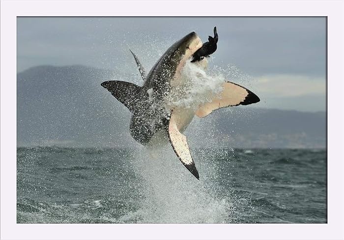Great White Shark Breaching in an Attack A-9004317 (24x16 Giclee Art Print, Gallery Framed, White Wood)