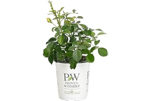 Proven Winners ROSPRC2047800 Ringo Rose Live Shrub, 4.5 in. Quart, Yellow & Pink Flowers