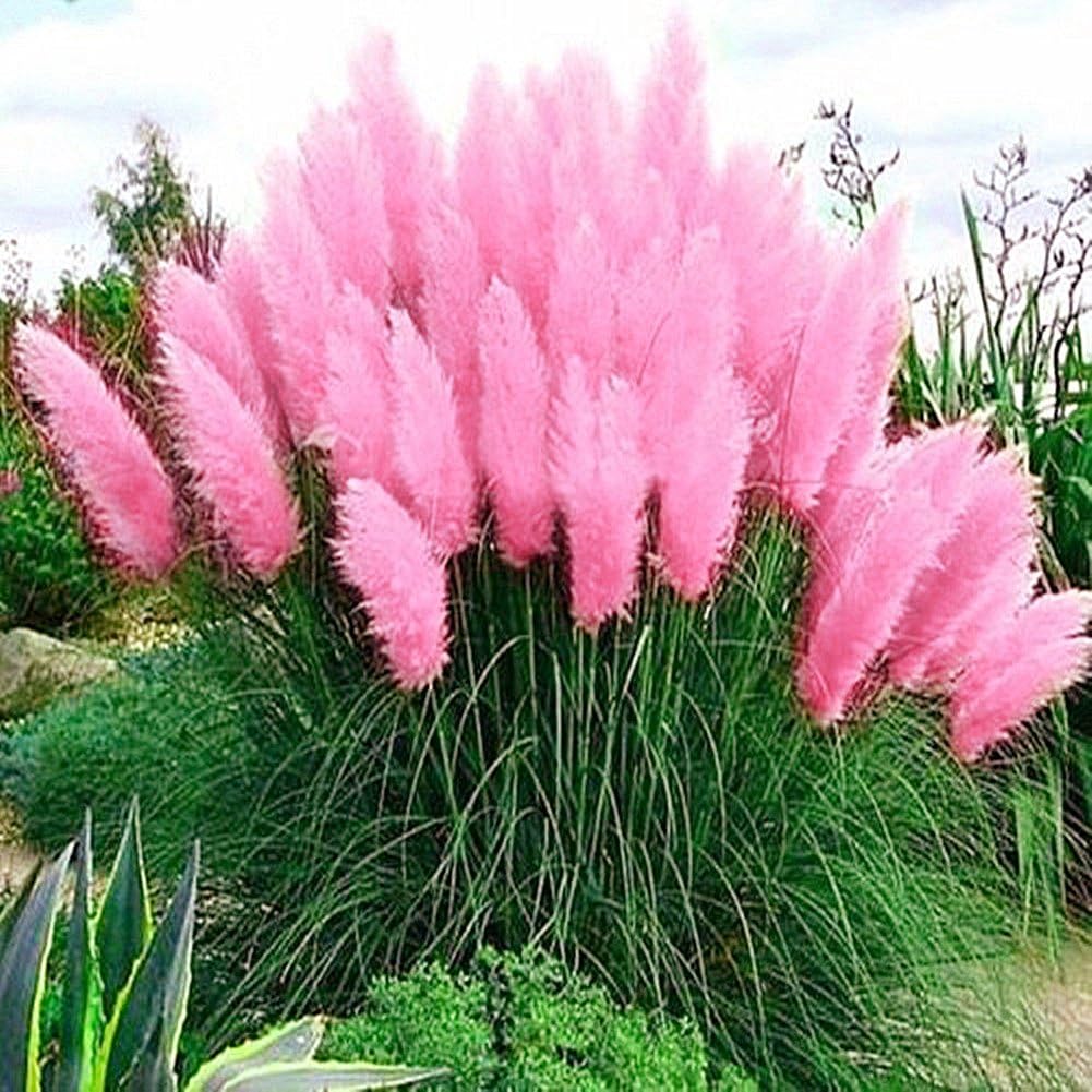 Seeds,Catkoo 100Pcs Pampas Grass Cortaderia Selloana Flower Reed Seeds Garden Plant Decor - Pink Pampas Seeds