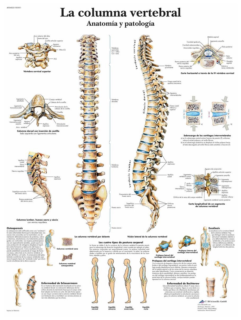 3B Scientific Printed in Paper, The Spinal Column, Anatomy and Pathology, 1