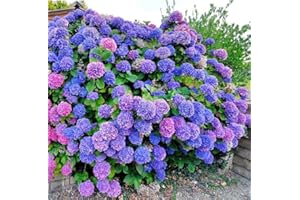 Perennial Mixed Color Hydrangea Seeds for Planting, Non-GMO Heirloom, 100+ Count, Flower Plant for Wedding and Outdoor Garden