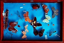Making Insect Specimen Tools Kit, Insect