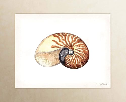 Amazon Com Watercolor Nautilus Shell Coastal Art Print By Dan Morris Handmade