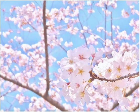 Amazon 数字油絵 キット フレーム付き Diy キャンバスの油絵 デジタル油絵 塗り絵 桜 ピンクの桜 青空 アップ 初心者 子供 大人 風景 おもちゃ おもちゃ