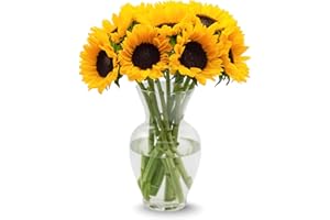 Stargazer Barn - 10 Stem Sunflowers (Vase Not Included) - Fresh Flowers for Delivery - Gift for Anniversary, Birthday, Congratulations, Get Well, Graduation, Sympathy