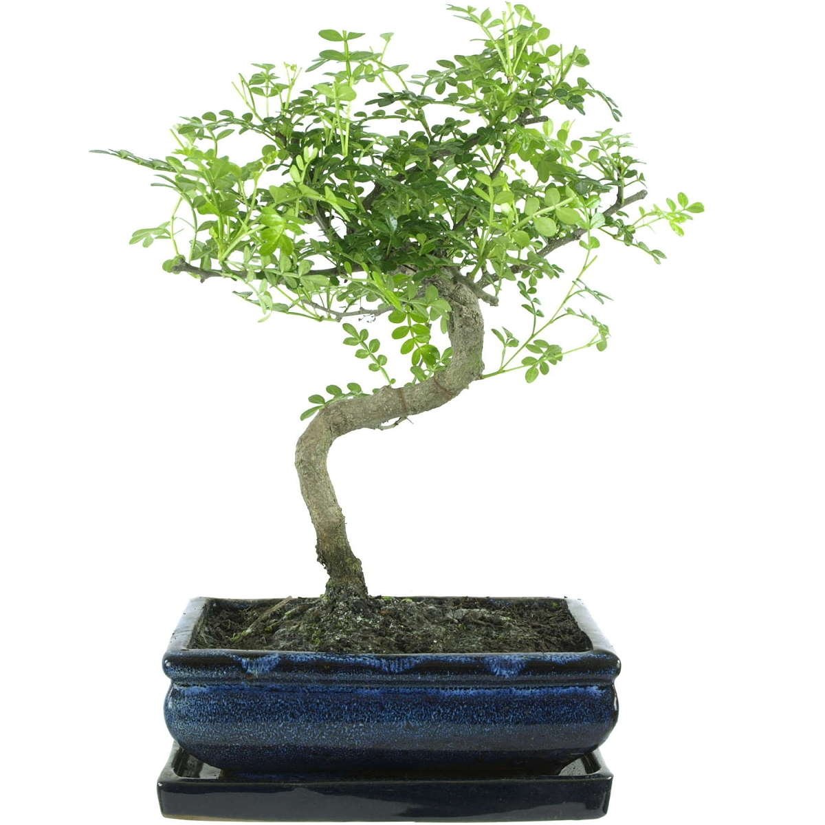 Szechuan Pepper Bonsai 9 Years 32cm | Desertcart Fiji