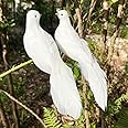 LWINGFLYER 2PCS White Peace Doves Feathered Love Birds 8-Inch Clip on Ornaments for Christmas Tree Decorations Wedding Cake Centerpieces Bird Cage Wreath Crafts Floral Arrangement Funeral