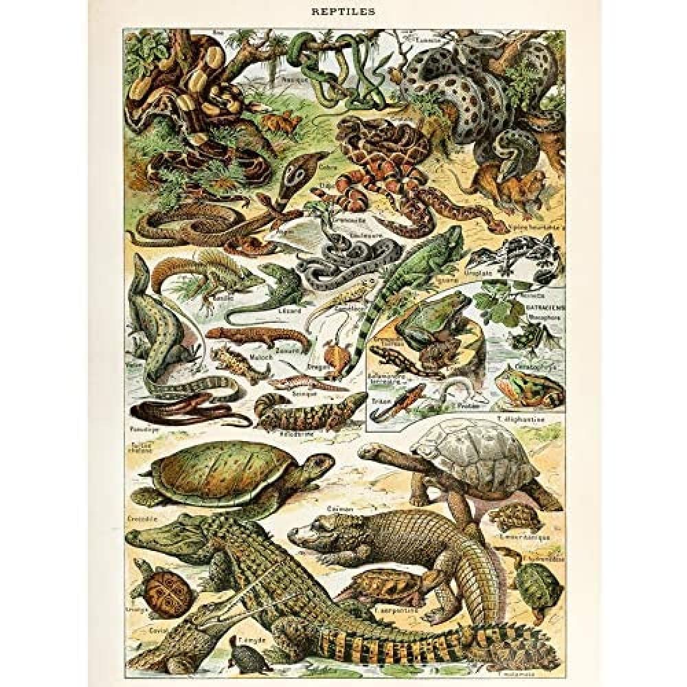 Artery8 Millot Encyclopedia Page Reptiles Snake Tortoise Unframed Wall Art Print Poster Home Decor Premium