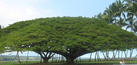 Creative Farmer Forest Seeds Vilaiti Siris Good Shade Tree For