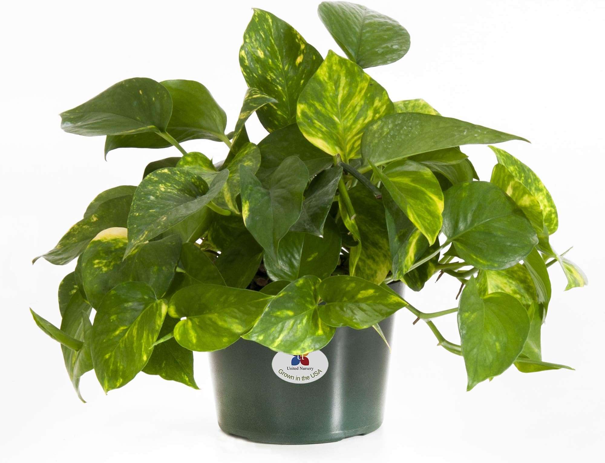 United Nursery Golden Pothos Epipremnum Aureum Devils Ivy Plant Live Indoor Outdoor House Plant Ships in 6 Inch Grower Pot at 10 Inches Tall