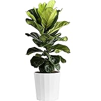 Costa Farms Fiddle Leaf Fig Plant, Ficus Lyrata Fig Tree, Live Indoor Plant in Modern Décor Planter Pot, Live Houseplant in S