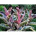 Sandys Nursery Online Ficus elastica Ruby Variegated Rubber Tree 4 Inch Pot