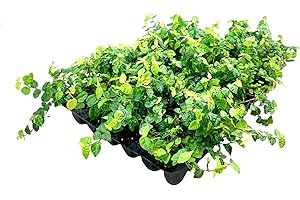 FLORIDA FOLIAGE Creeping Fig Plant Ficus Pumila Climbing Vine - 60 Live Fully Rooted Plants