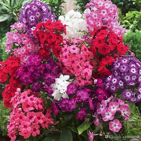 Planthub Phlox Flower Seed Fragrant Dwarf Hybrid Beauty Mixed Pack Of 50 Seeds Amazon In Garden Outdoors
