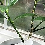 Review Image by Danish Tom Danish Tom