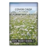 Sow Right Seeds - Annual Buckwheat Seed for