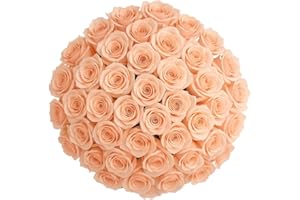 GlobalRose 200 Peach Roses Bouquet - Responsibly Sourced Roses Fresh Flowers - Hand-Picked Flowers Fresh Bouquet for Mother's Day, Birthday & Special Occasions (8 Bunches of 25 Stems)