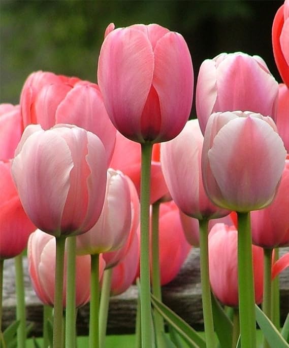 SILKSART Pink 20 Tulip Bulbs Perennial Bulbs for Garden