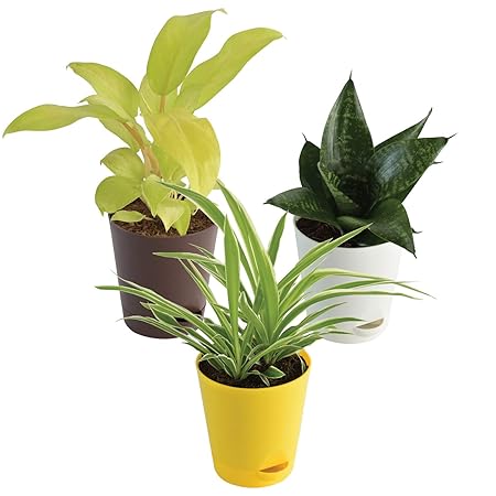 Ugaoo Indoor Plants for Home with Pot- Philodendron Ceylon Golden, Spider Plant, Sanseveria Green