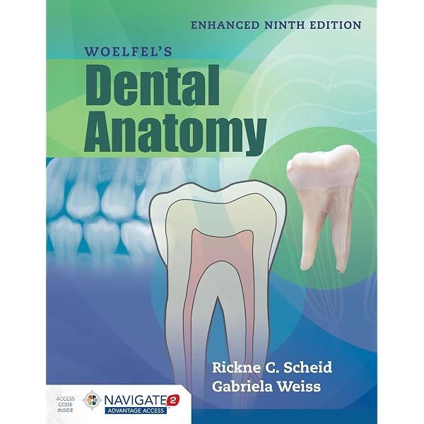 Dental Anatomy and Morphology英語版 Dental Anatomy and Morphology: 9780867157703: Medicine & Health