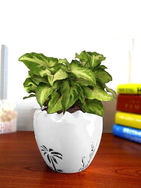 Pots & Plants Good Luck Air Purifying Live Green Syngonium Plant in Ceramic Pot