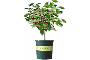 ANDAG Black Cherry Fruit Tree Live Plant Seeding, 15-17inch Height -Prunus serotina, for Home and Garden Yards Planting