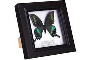 Housoutil Butterfly Specimens in Shadow Box Blue Morpho Butterfly Framed and Mounted in Black Display for Wall Shelf or Table Display