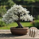 Dwarf White Willow Bonsai Cutting &ndash; Live Unrooted Cutting for Growing | Silvery-green willow foliage, Fast growth, Easy propagation, Bonsai shaping, Container &amp; outdoor growing